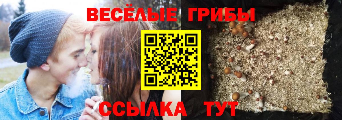 Псилоцибиновые грибы Psilocybine cubensis Куйбышев